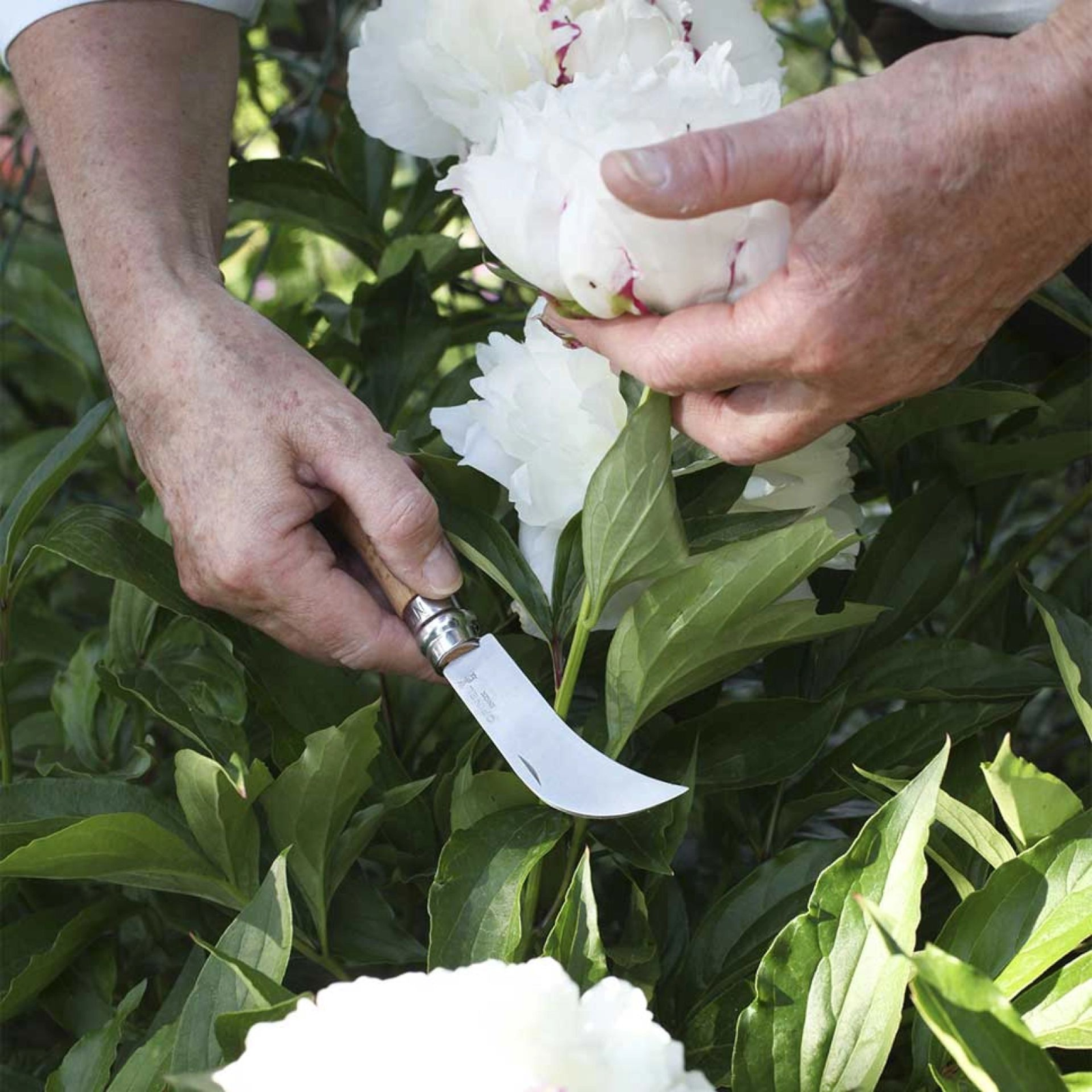 Opinel Gartenmesser N°08 – Hippe-Messer mit gebogener Edelstahlklinge zum Veredeln & Zurückschneiden Opinel