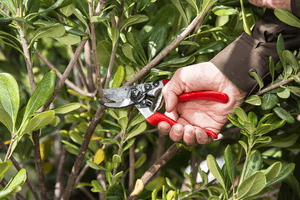 Felco 8 Baum-, Reb- und Gartenschere