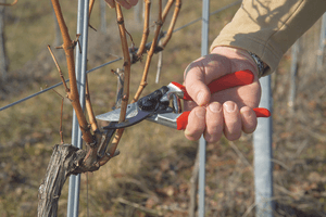 Felco 8 Baum-, Reb- und Gartenschere