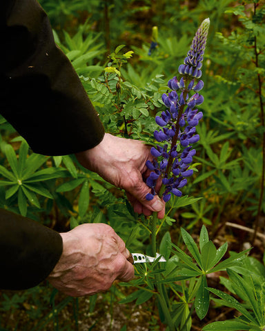 Marttiini Kräutermesser Kerääjä – Edelstahlklinge mit Lochungen, Birkengriff & Lederscheide